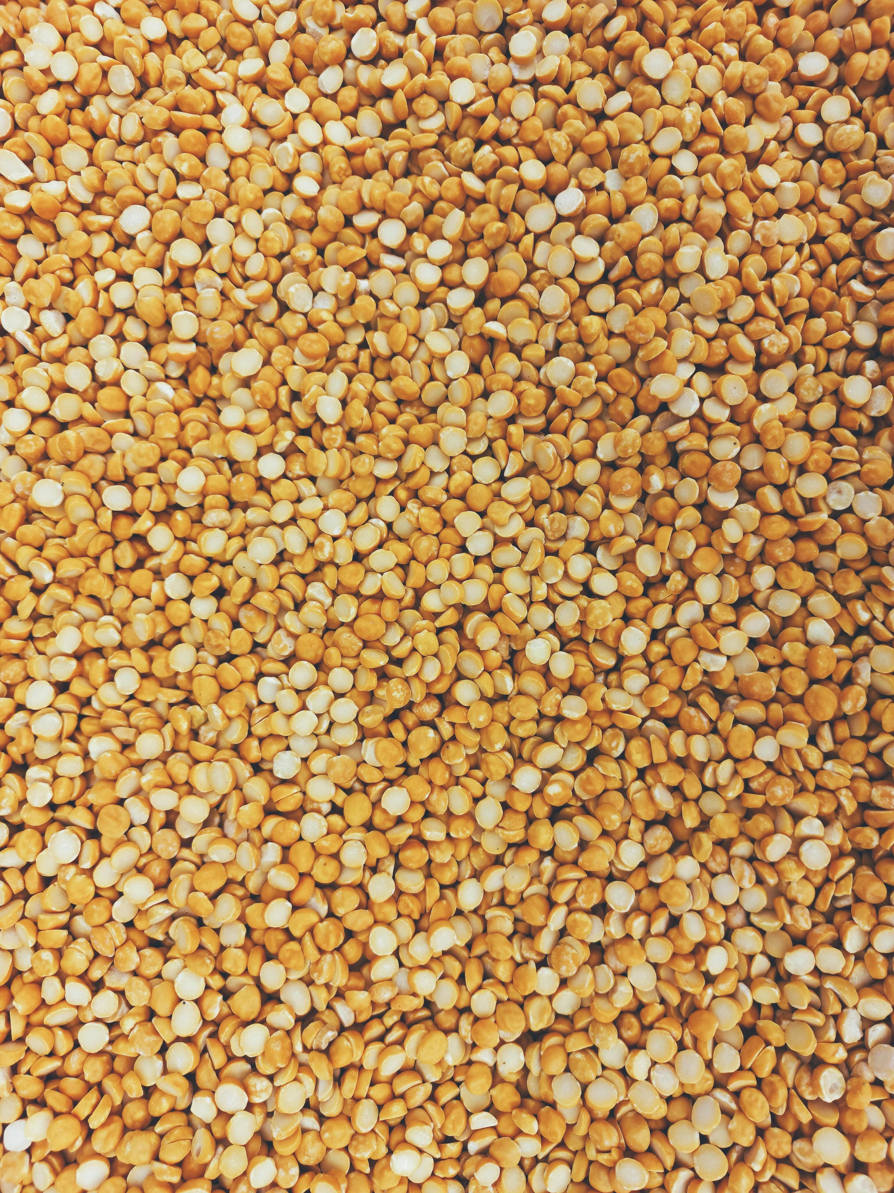 Chana Dal (Split Chickpeas) Export from India export from India
