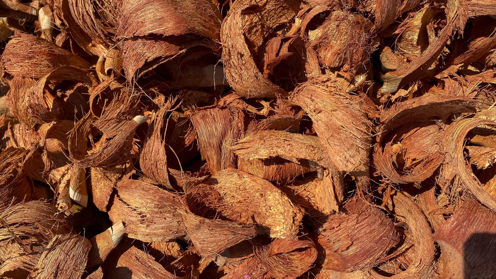 Coco Coir Chips Export India