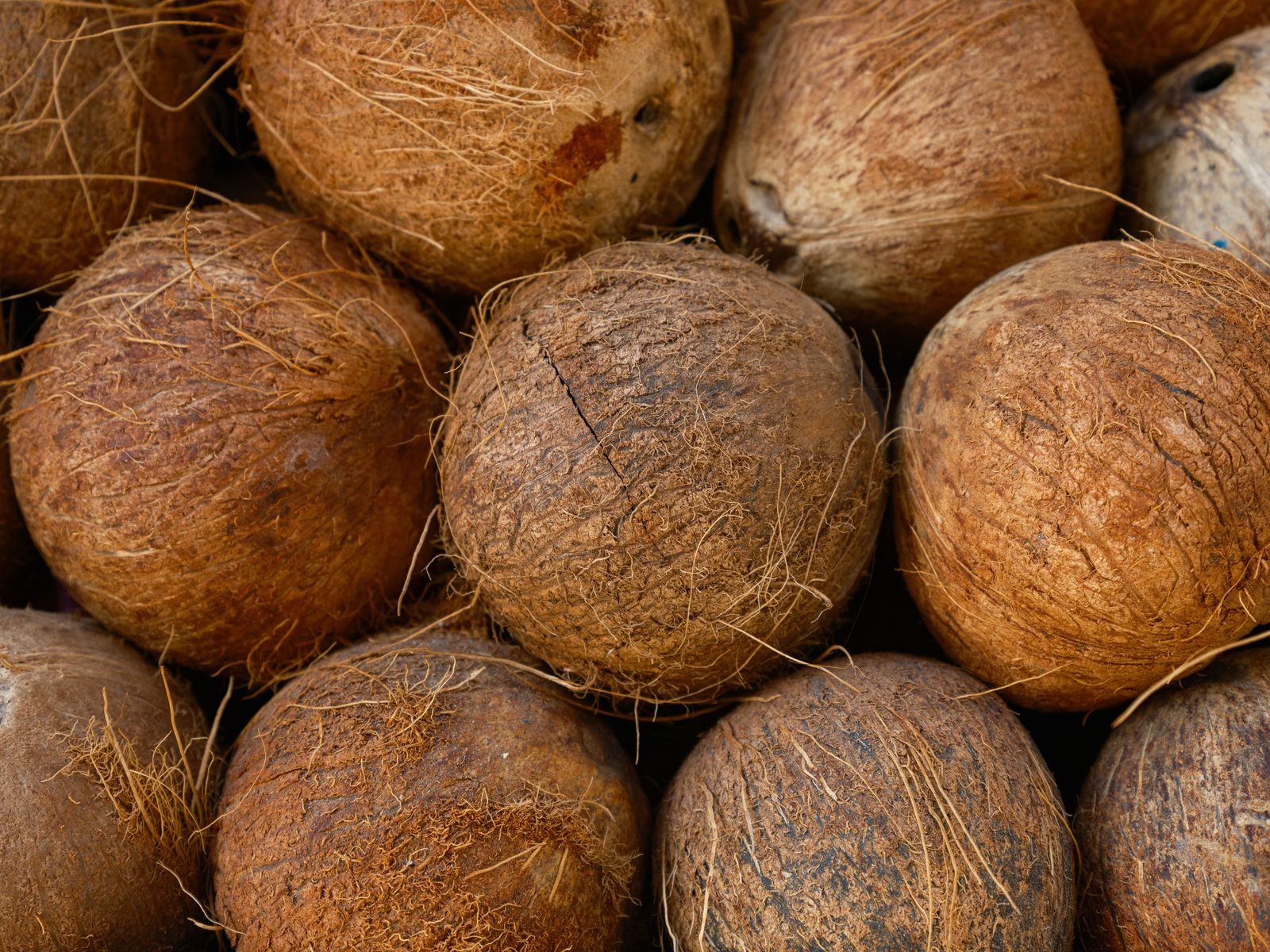 Coco Coir Discs Export India