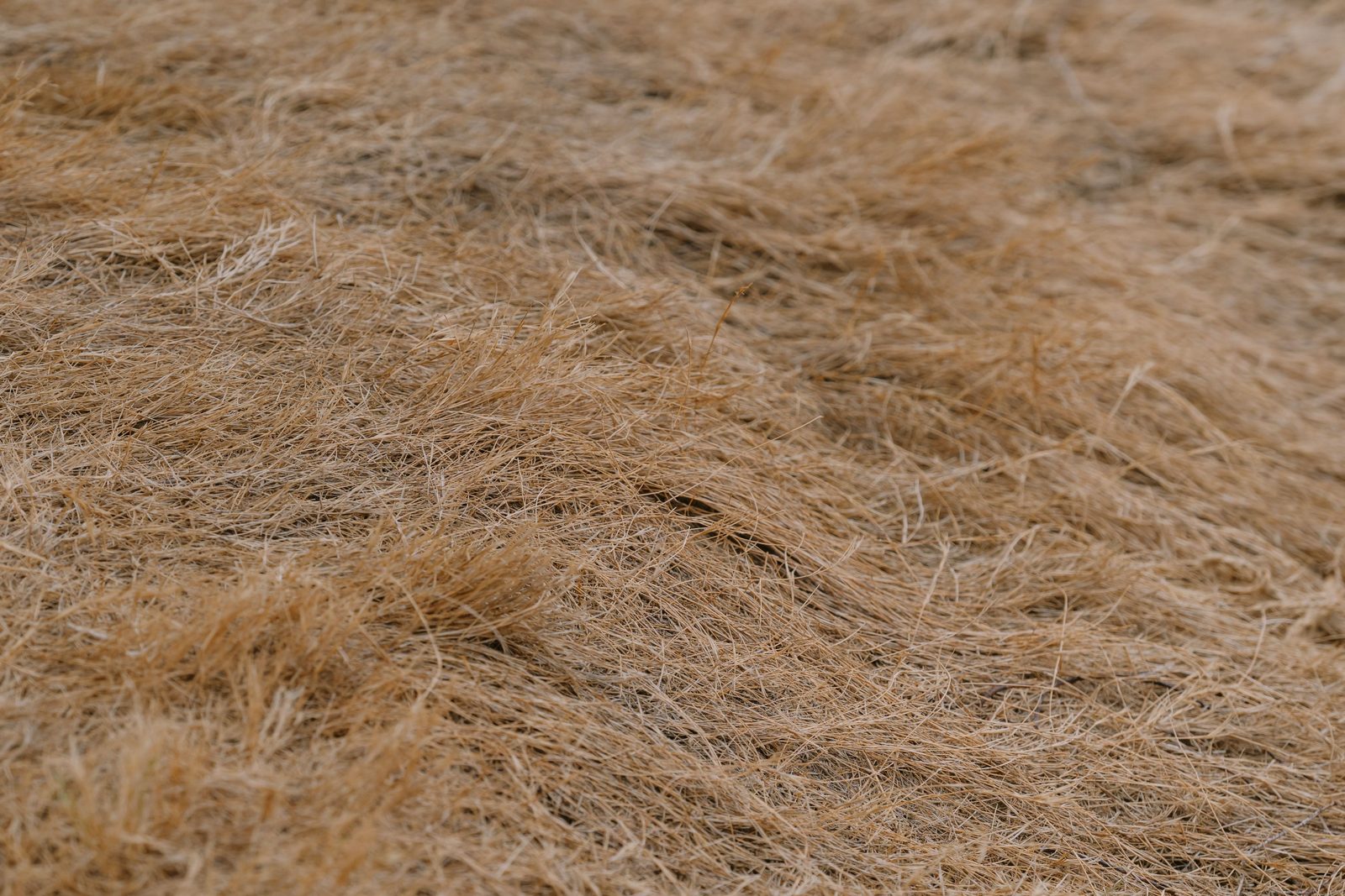 Coir Mulch Export from India