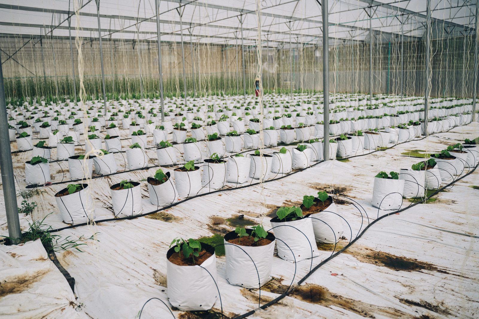 Coco Coir Grow Bags Export from India