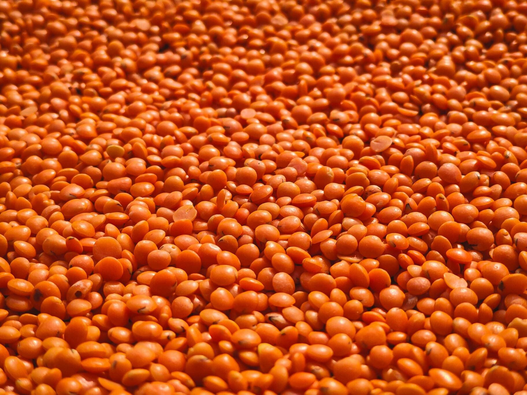 Masoor Dal Export India